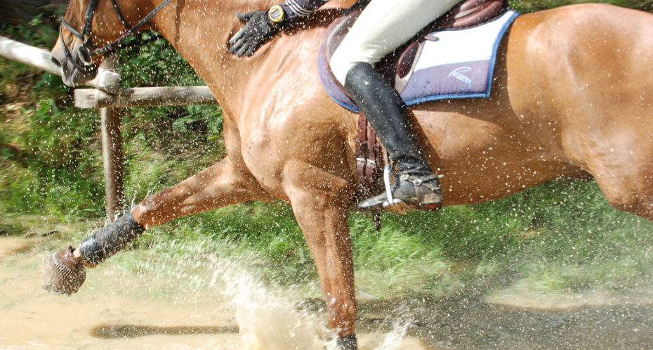 concours équitation cheval au galop