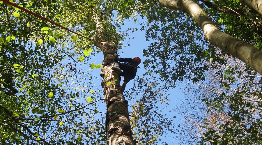 grimpe d'arbre au CPA Lathus