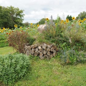 massifs du jardin cpa-vienne