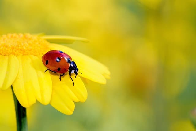 Veillée autour des insectes pollinisateurs