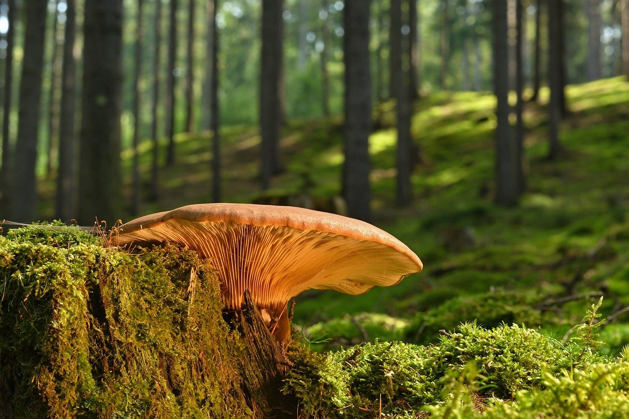 À la recherche des champignons !