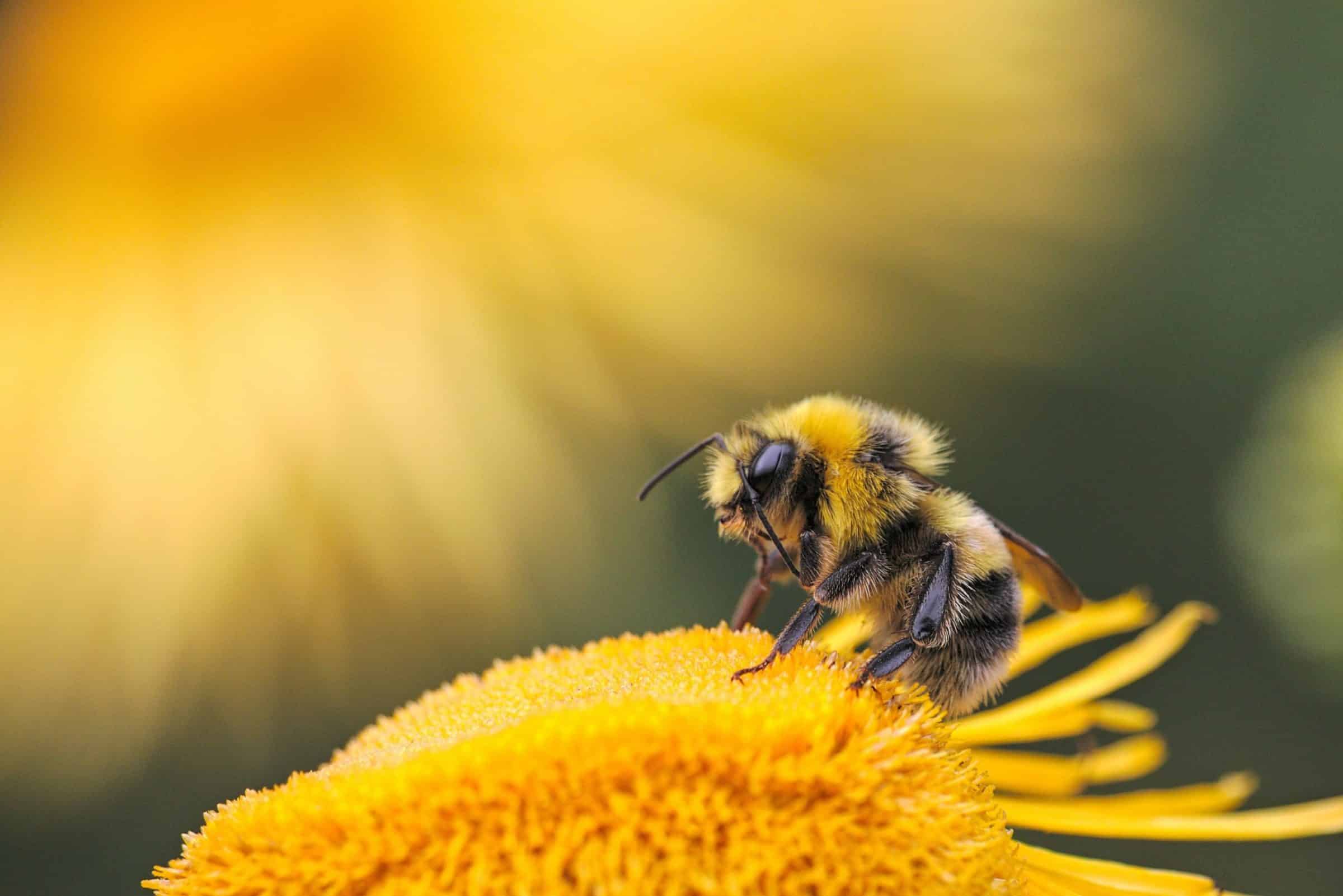 Biodiversité en Val de Gartempe : Journée Mondiale de l’Abeille et de la Biodiversité CPIE Val de Gartempe