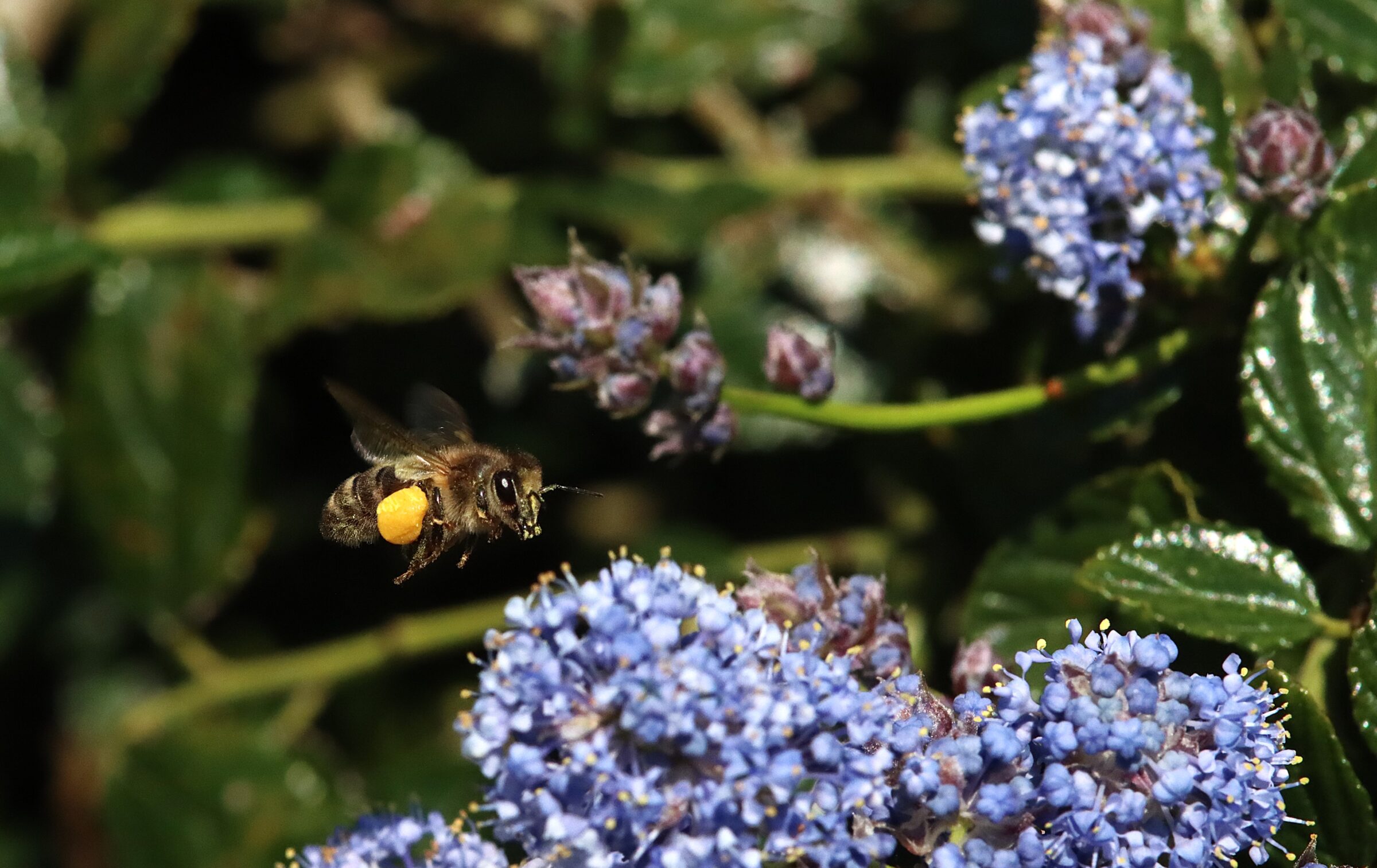 Découverte des abeilles
