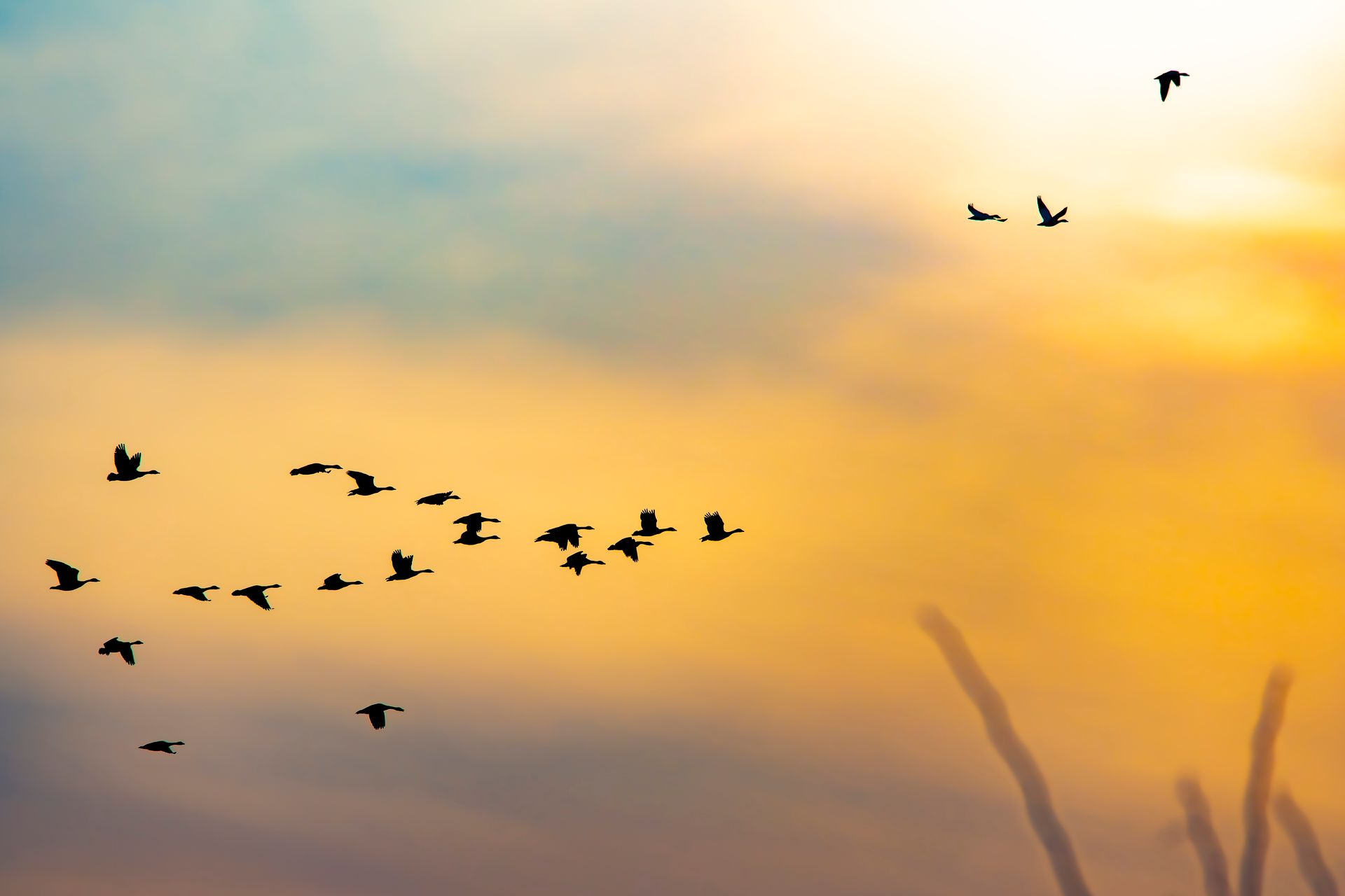 Journée Mondiale des oiseaux migrateurs : A la rencontre des voyageurs du ciel