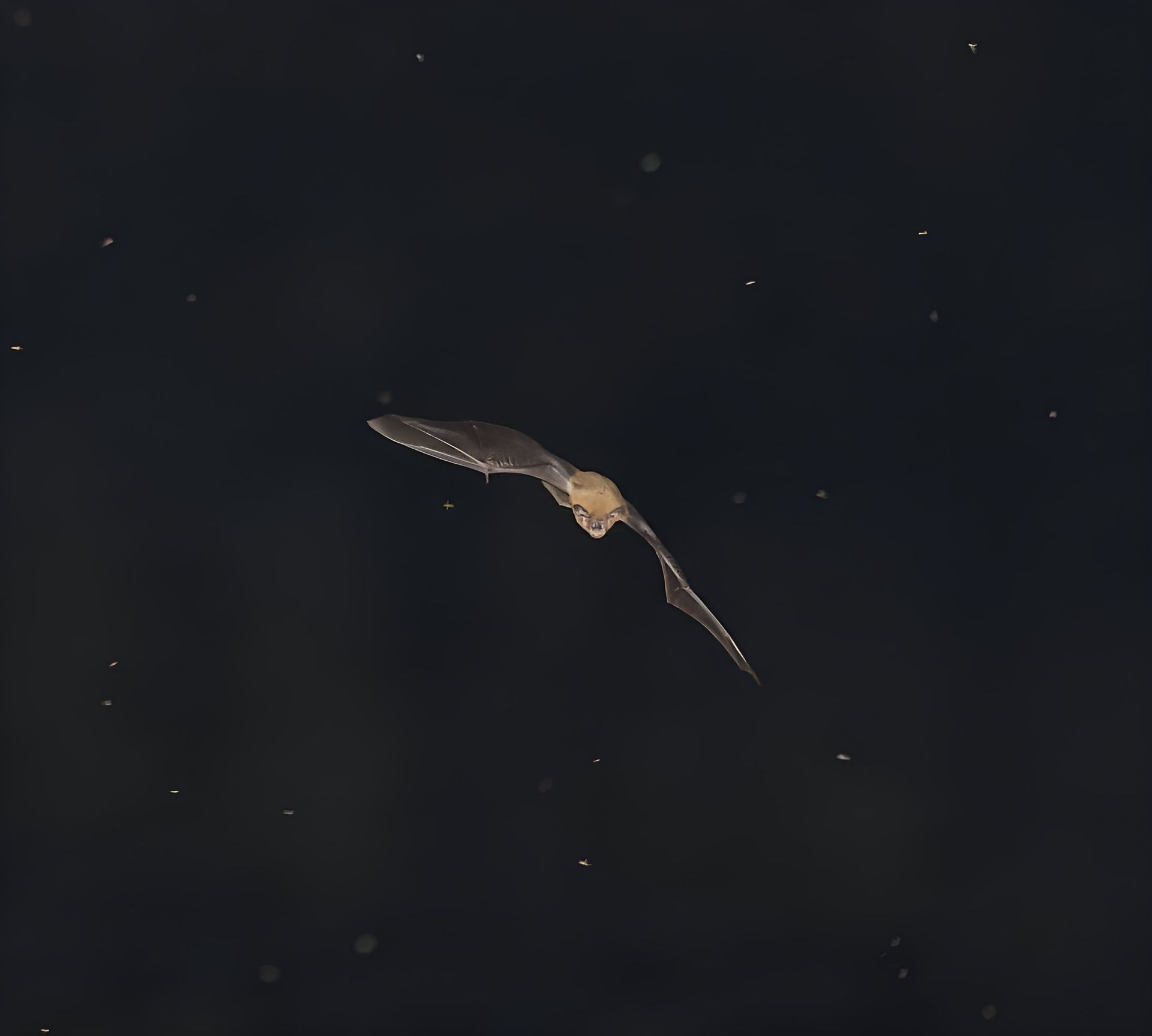 Nuit de la chauves-souris